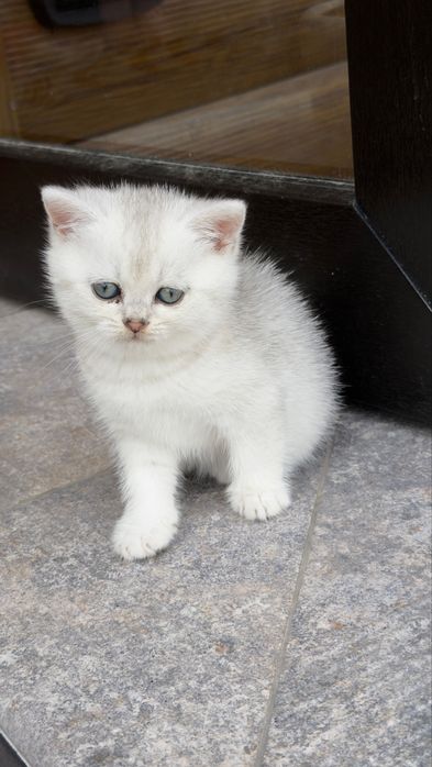 Котенята срібна шиншила/ британське кошиня / коти