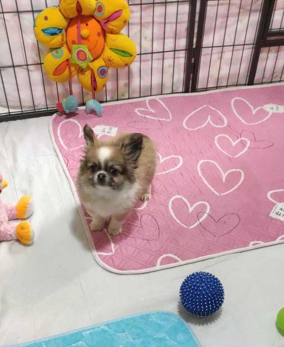 Дівчинка - чихуахуа.