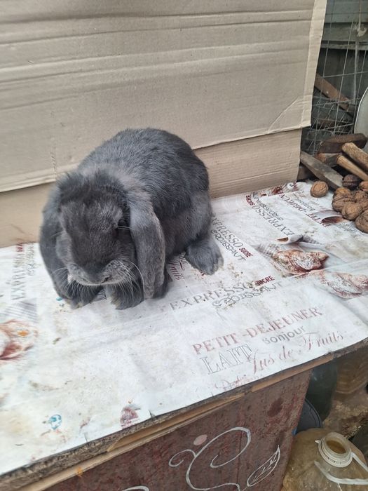 Кролі французський баран,німецький строкач голд.