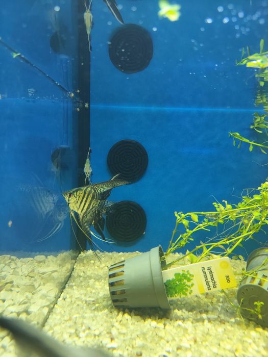 Escalares Pterophyllum scalare