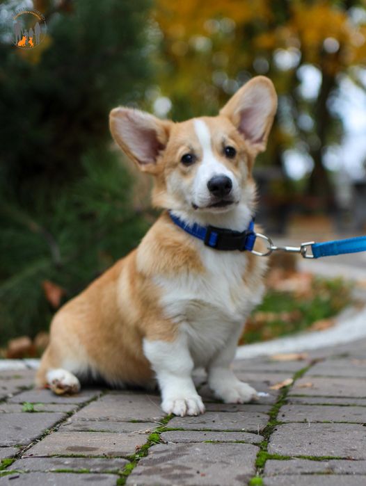 Welsh Corgi Pembroke ZKwP FCI piesek po Championie, badania gen.