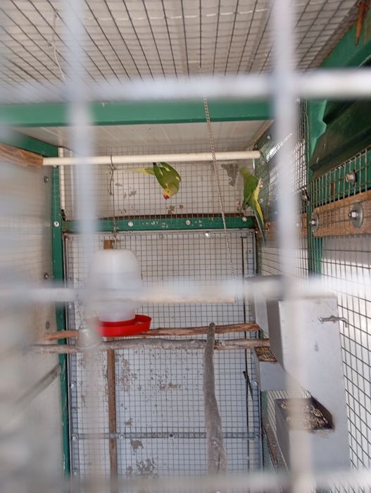 Por não ter espaço para formar mais casais tenho estas lindas aves para cedência com baixa de preço.