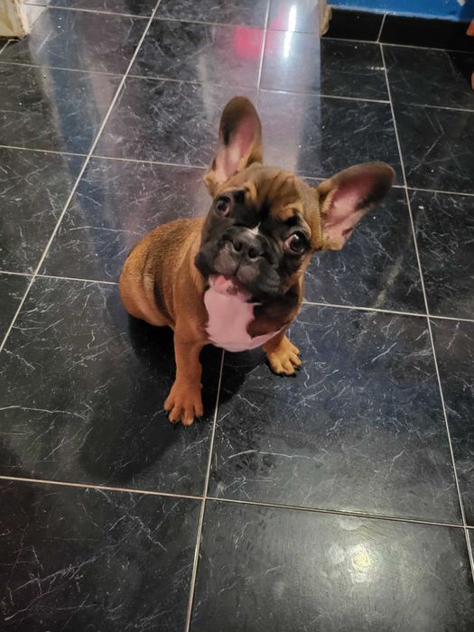 Cao buldogue frances