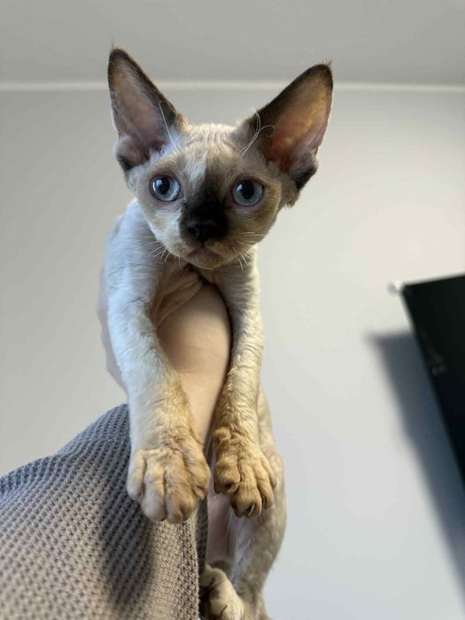 Devon rex kociak drx