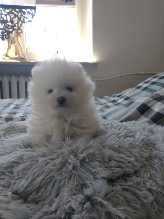 Szpic miniaturowy pomeranian sunia
