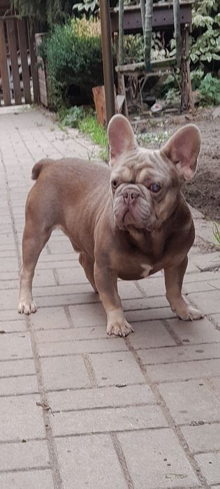 Вязка ізабелла ньюшейд  тан носій флаффі