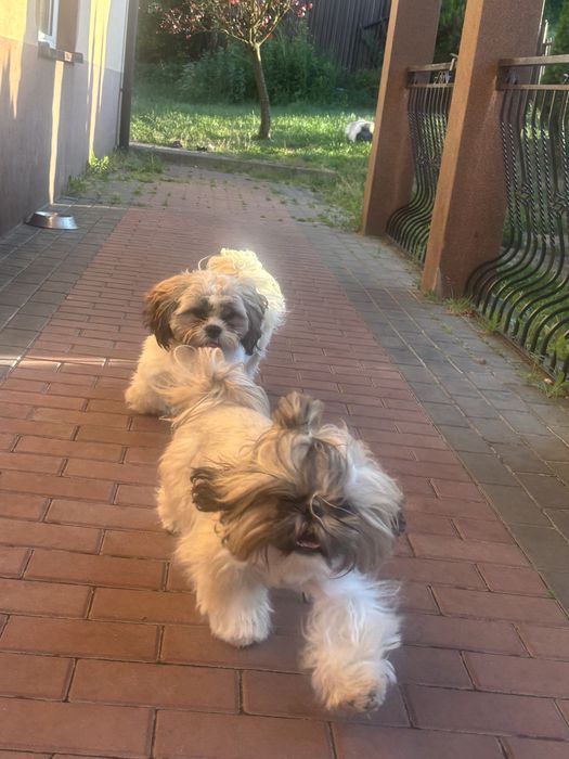 Szczeniak. Shih Tzu. 9 miesięcy