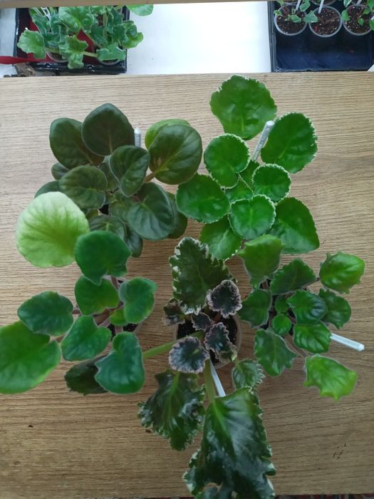 Фіалки сортові, набори