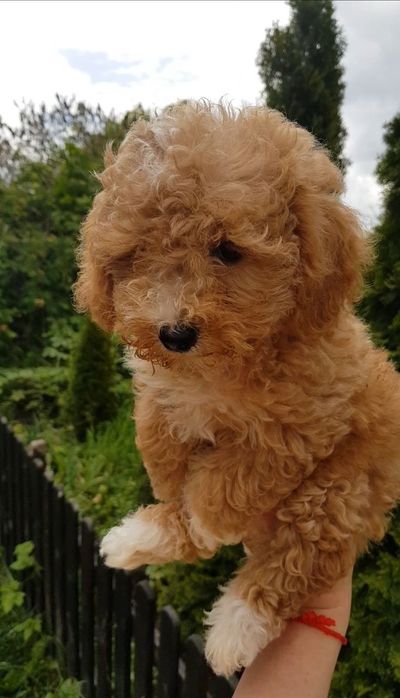 Продажа собак мальтіпу