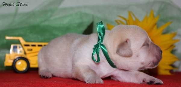 Лабрадор ретривер