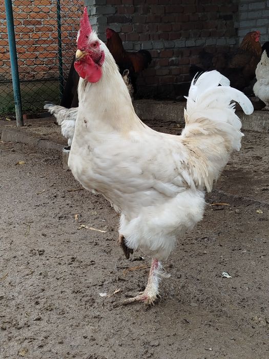 Півень, когут!!!