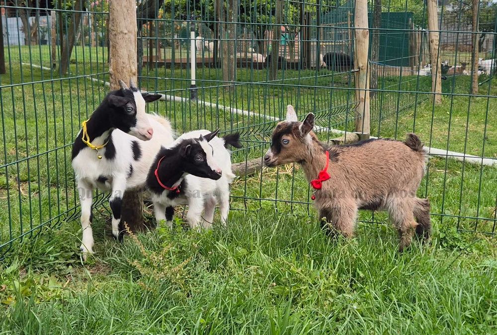 Cabras Anãs e Cabrinhas Micro Anãs