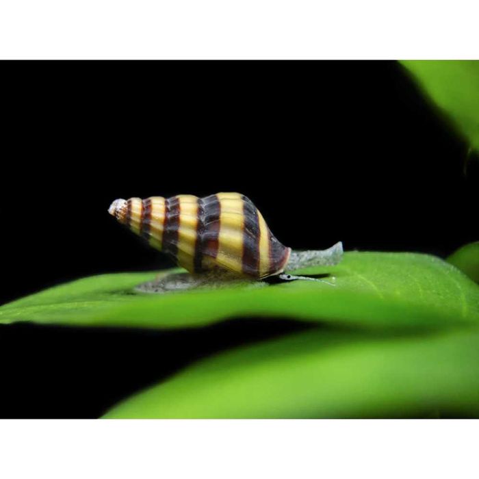 Caracol de aquário Helena