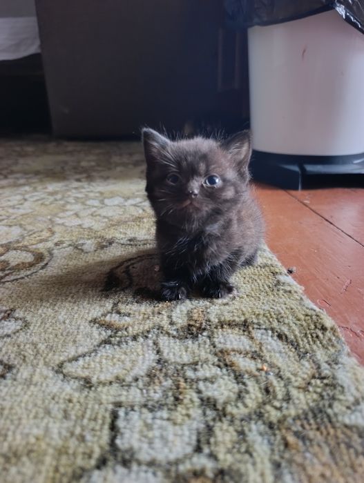 Продам шотландських кошенят