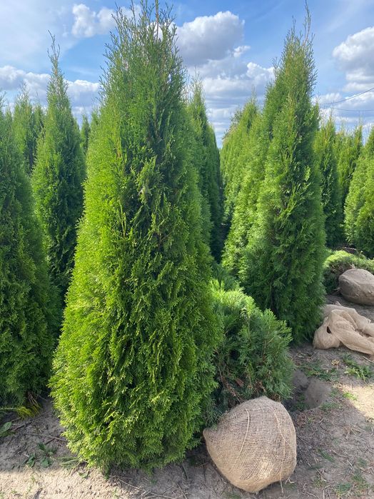 Tuja Smaragd 180-220 cm i inne thuja Szmaragd żywopłot Transport