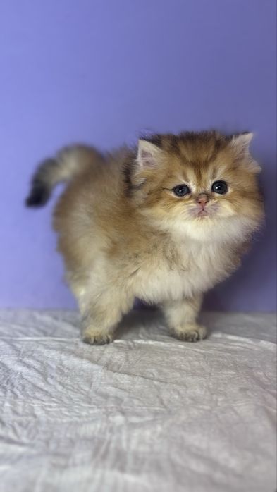 Котик золотої шиншили
