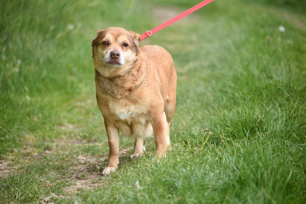 Figa - suczka do adopcji