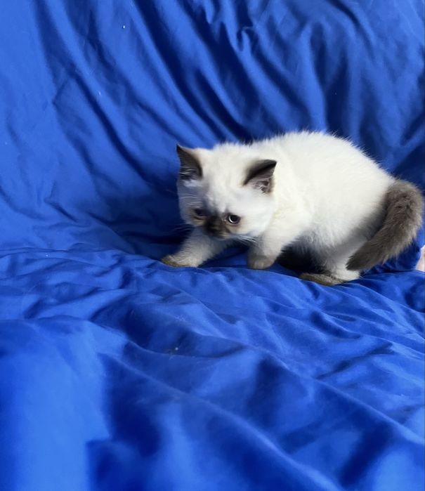 Шотландський котик.Хлопчик страйт