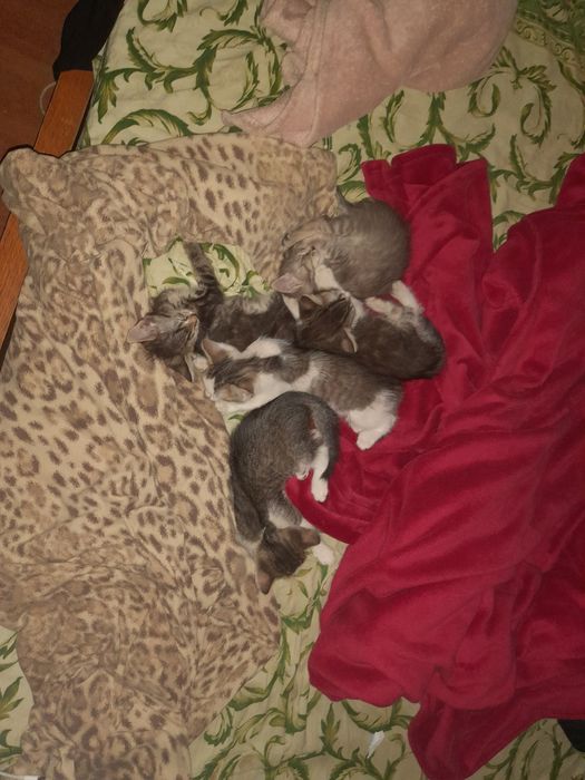 Віддам кошенят 2,5 місяців 5 кошенят