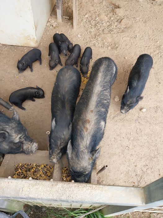 Porcos vietnamitas para adoção