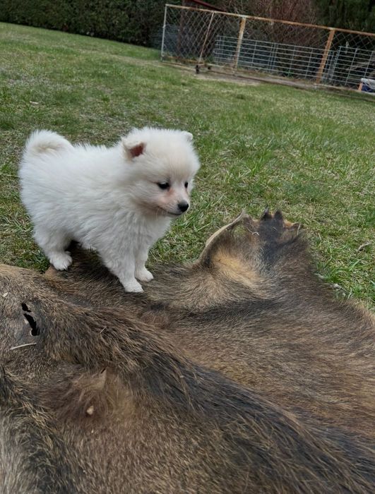 Szpic Średni szczenię