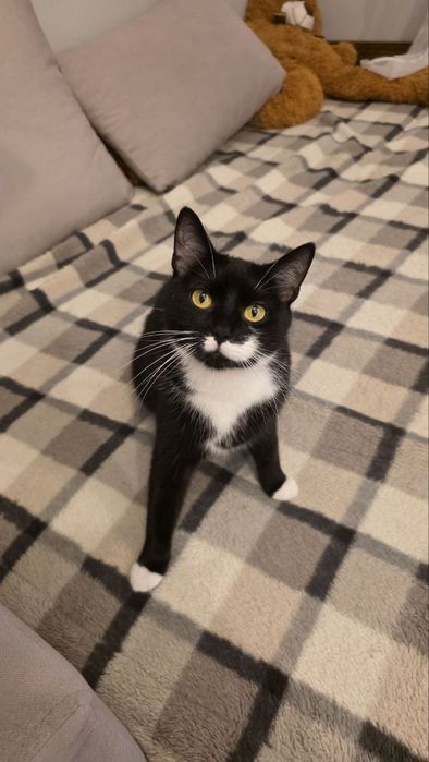 Oddam kotkę w dobry ręce.