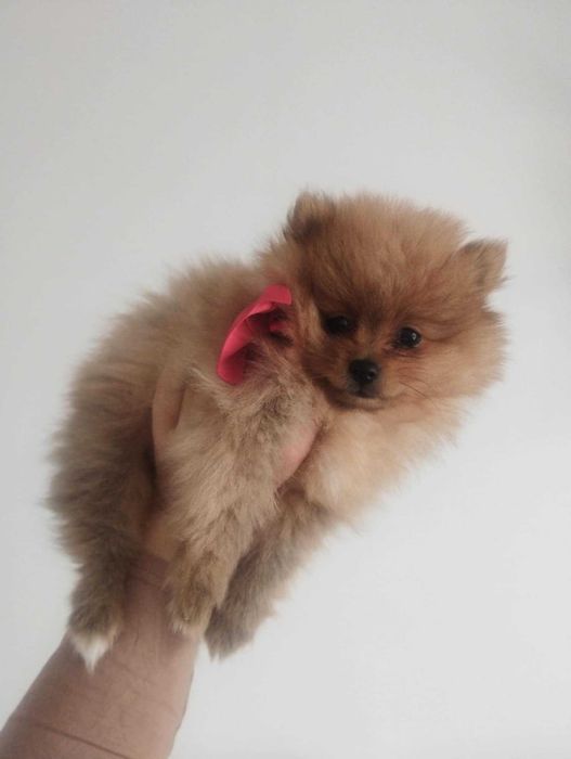 szpic miniaturowy - sunia, gotowa na zmianę domku