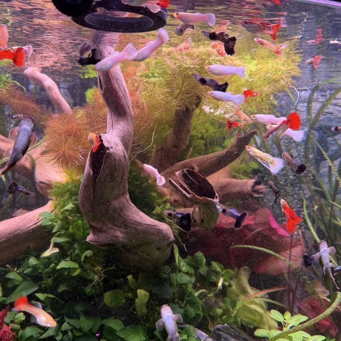 Przepiekne gupiki rasowe!!!Super cena!!!