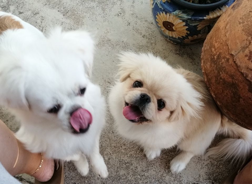 Cadela cruzada de Pequines