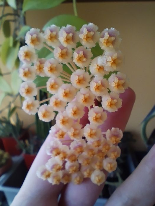 Продам сукулент Hoya obscura