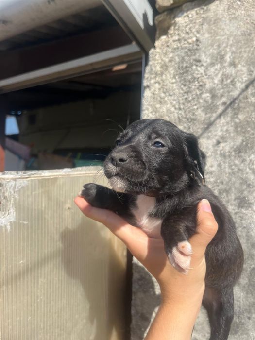 Cães Para Adoção