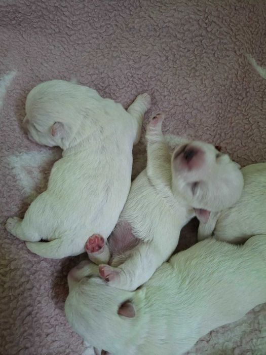 Szczeniak West Highland White Terrier FCI