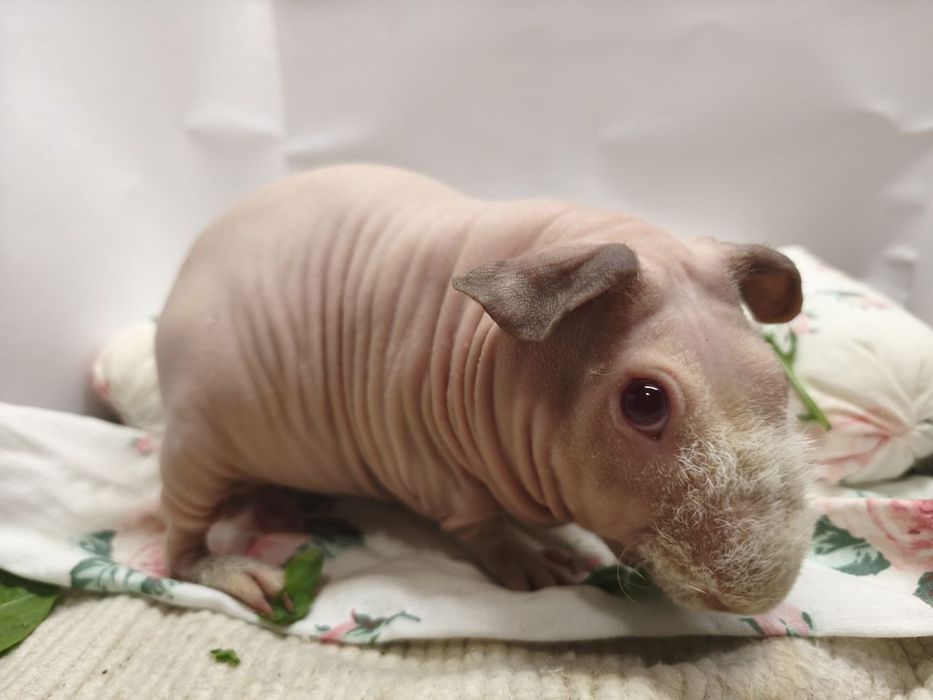 Морським свинки скінні свинки, пухнасті свинки, лисі міні бегемотики