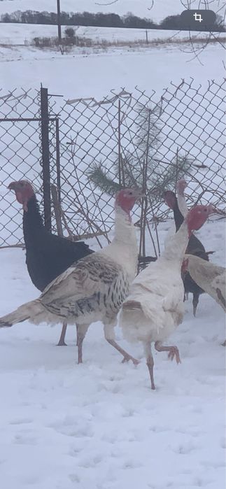 Ідик та індички