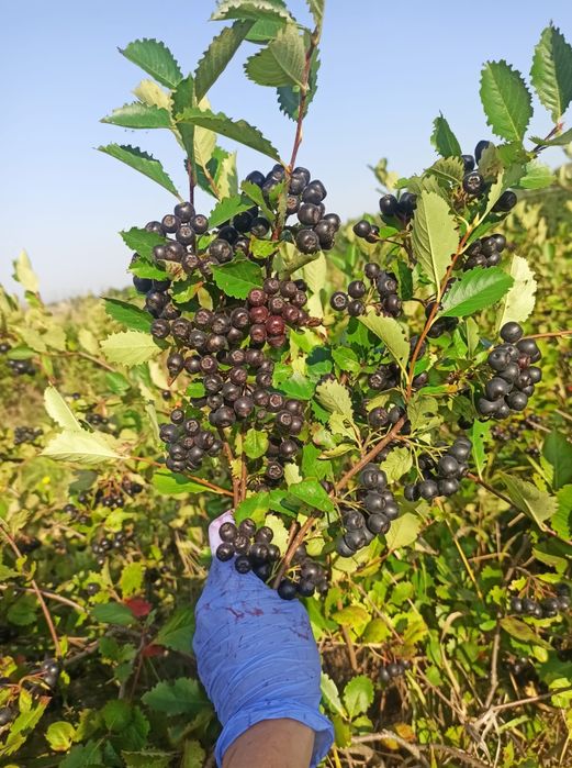 Aronia. Świeży zbiór. Eko. Wysyłka