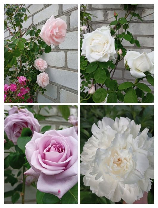 ЯЛИНА блакитна колюча Туя смарагд  туя колумна, сосна недорого