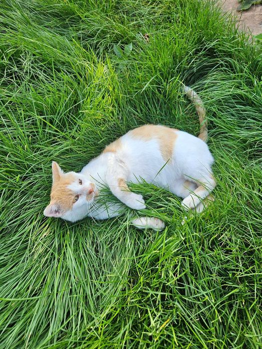 Kotek Shilan czeka na kochającego człowieka!