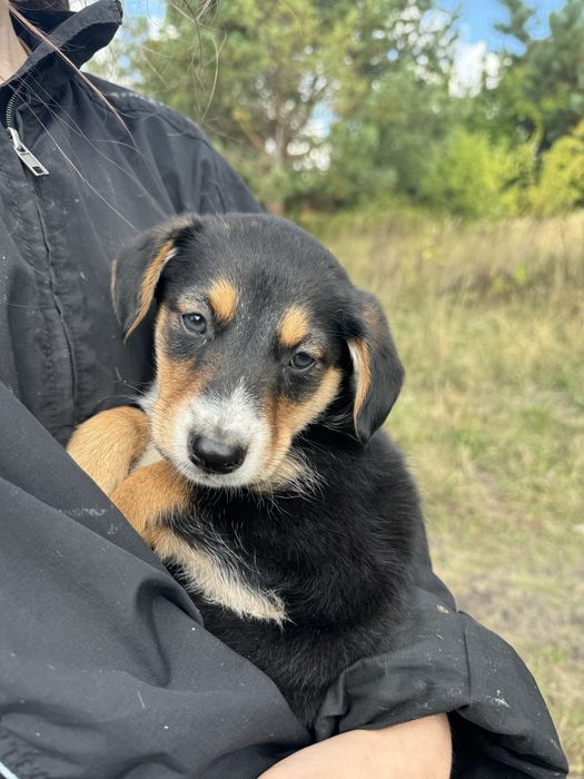 Цуценя хлопчик 2 міс