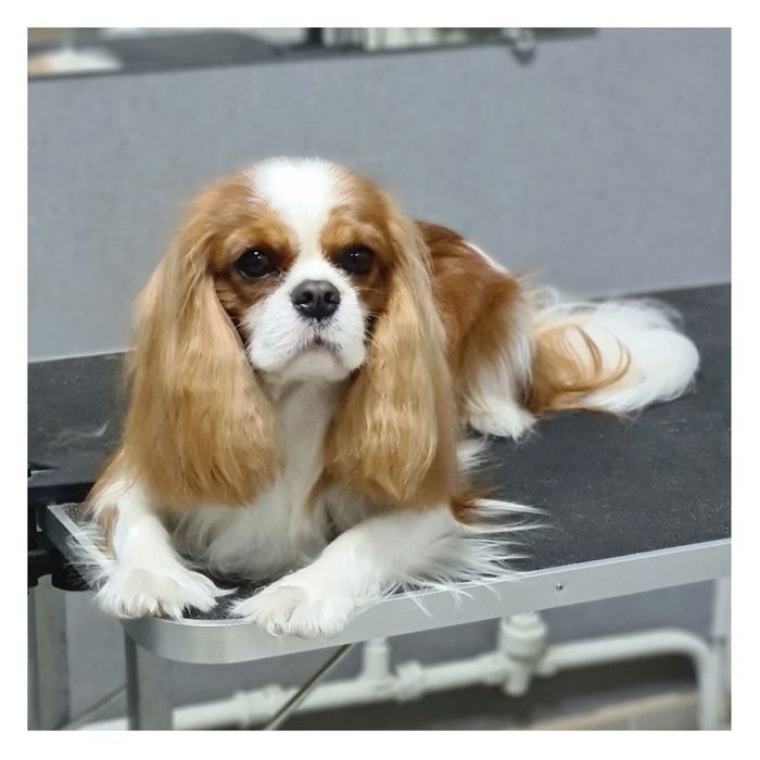 Стрижка собак, купання, триммінг, Львів