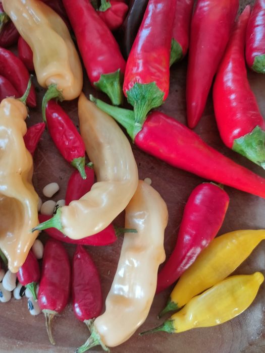 Sementes de chillies/ pimentas/ malaguetas