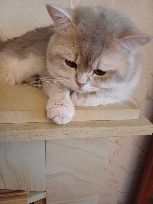 Вязка Британский Кот Голубое Золото Британец