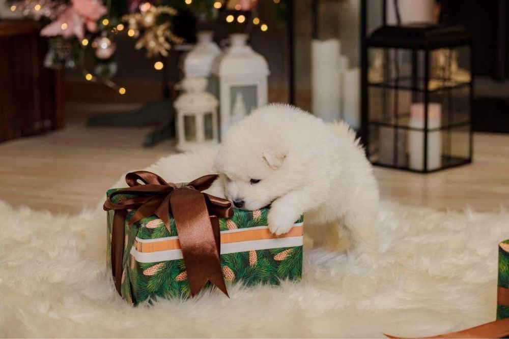 Самоед Вязка с самоедом