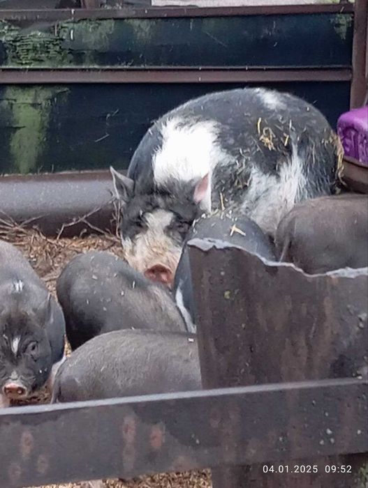 Продам Вьетнамских Поросят