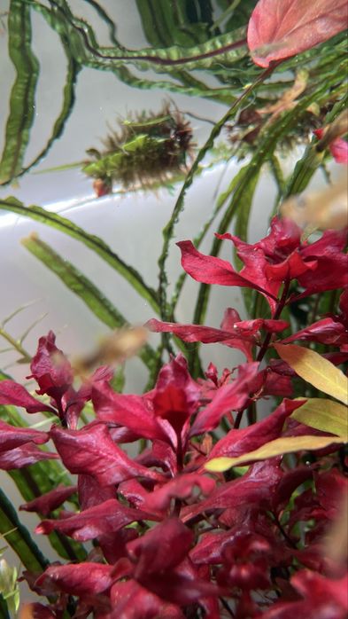 Ludwigia Super Red