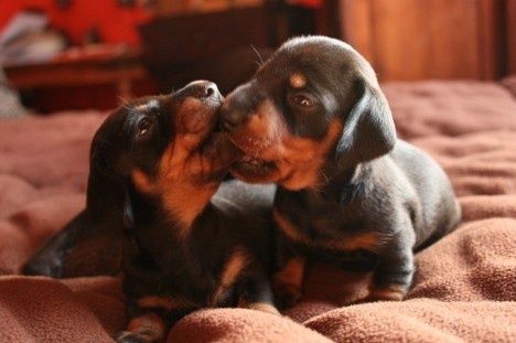 Найкращий подарунок.