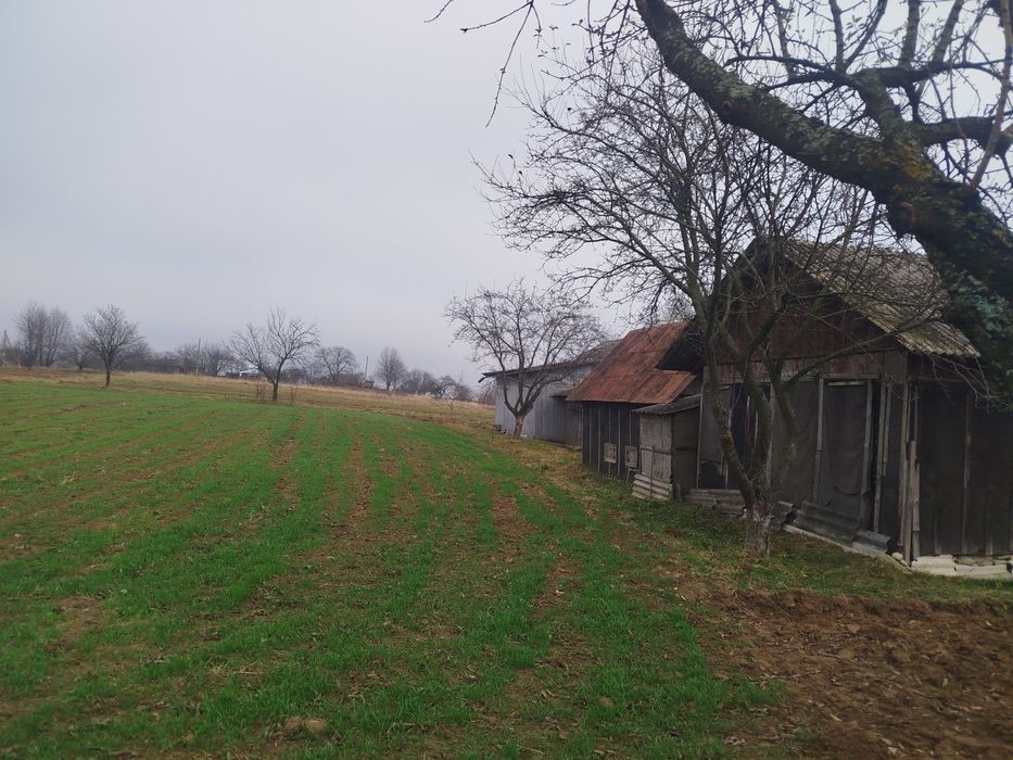 Будинок в Карпатах, біля лісу