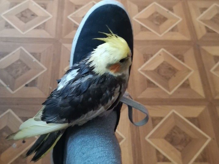 Nimfa oswojona gotowa na wolne loty