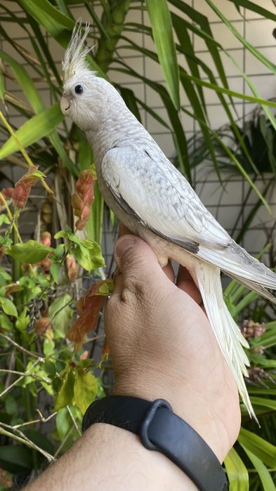 Caturra  Domesticada -( excecional )