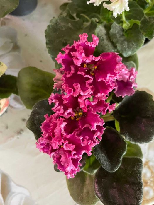 Сортовая фиалка Закат