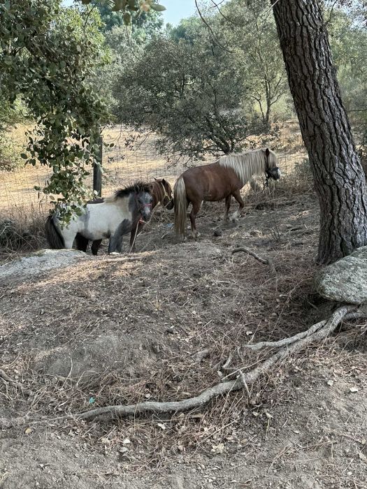 3 ponei femeas a venda